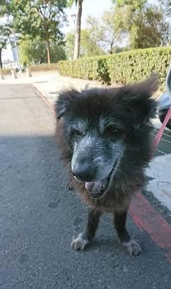 13岁老黑*养送**碰壁　最后安静离去