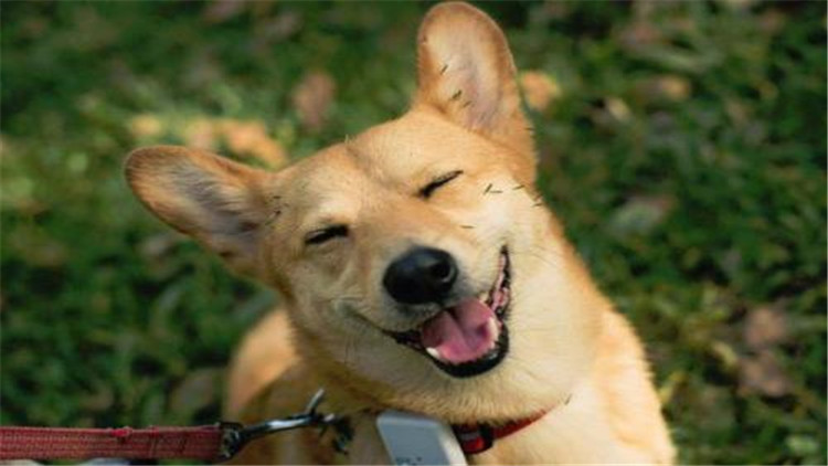 狗狗临产前像月经出血,狗狗临产前为什么爱吃东西