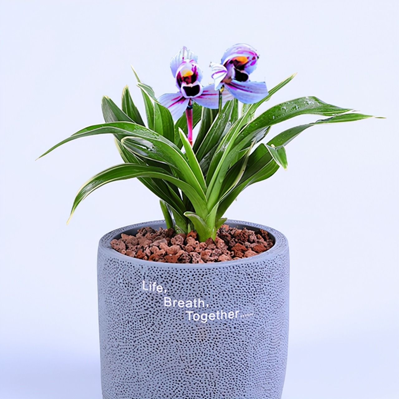 花开紫色的叫什么兰,紫月兰四季开花重瓣红玫瑰