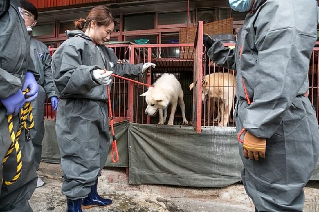 为什么狗有狂犬病人还要吃狗肉,狗有狂犬病人为什么还吃狗肉