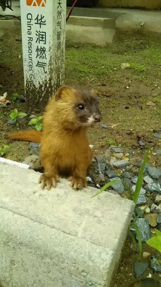 黄鼠狼忌语,黄鼠狼讲话