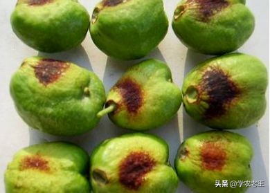 枣枝病防止措施,二代冬枣缩果病怎样治