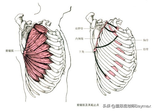俯卧撑正确姿势肩胛骨怎么打开,新手练俯卧撑和平板卧推
