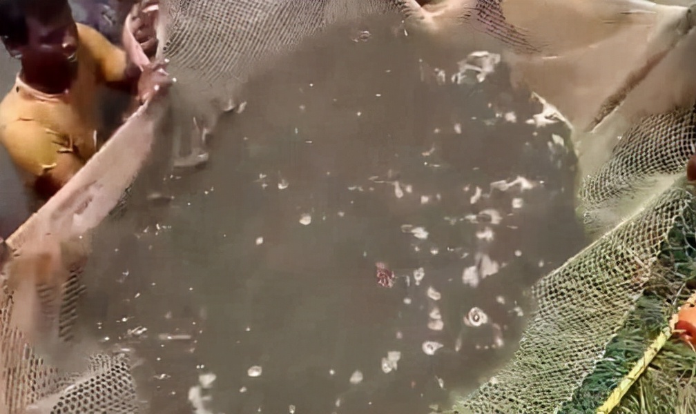 中国拒收印度虾,中国进口印度大虾