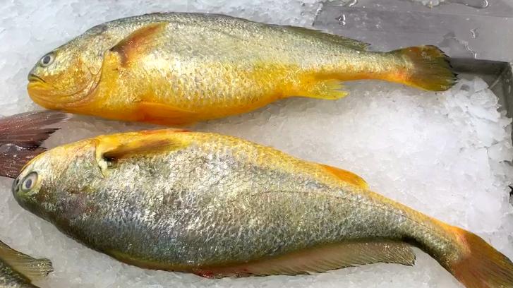 清炖鱼什么鱼做过的才好吃,炖鱼一般炖什么鱼好吃