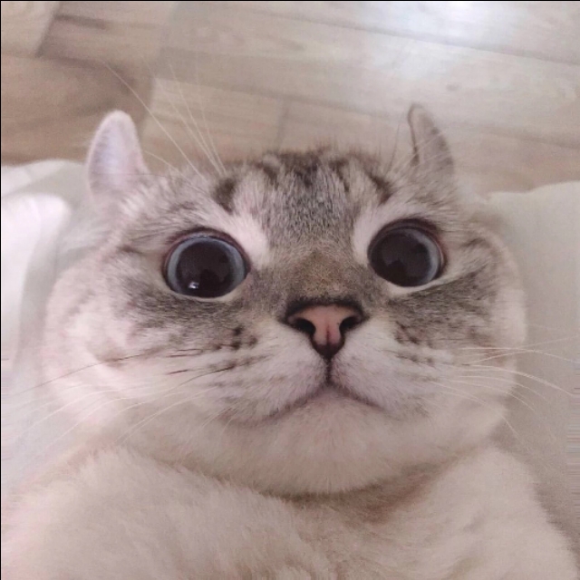 在宿舍里养猫的正确方法,在宿舍养猫属于什么行为