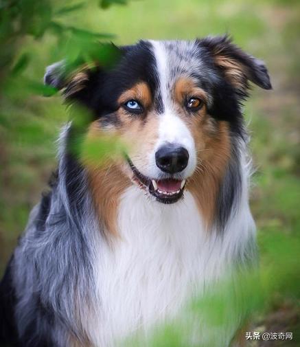 繁殖犬被割去声带,繁殖犬子宫脱落被丢弃