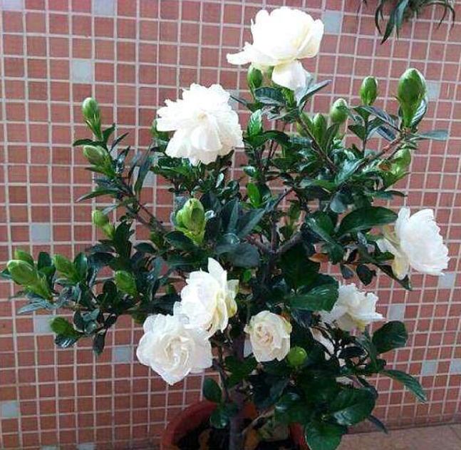 看到这10种花就买好养漂亮不怕冷,碰到这几种花千万别扔