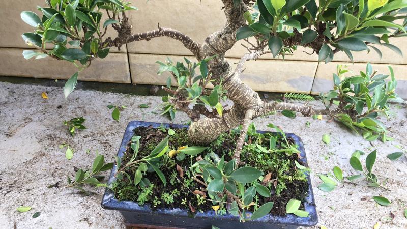 苹果盆景修剪技巧图解,新手也能学会的修剪盆景技巧