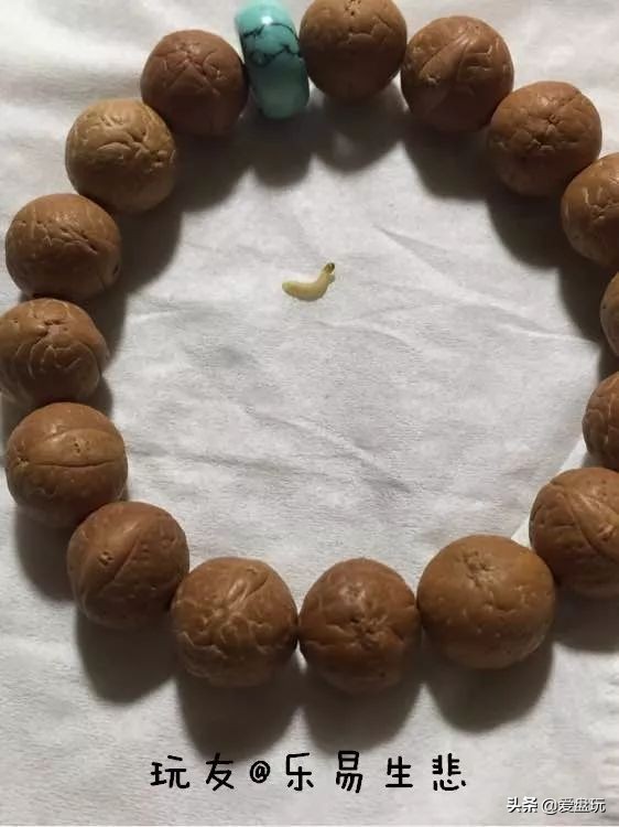 放了2年的凤眼，翻出来，虫子能组一个篮球队了