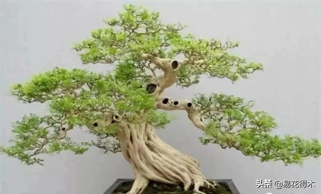 舍利干柏盆景造型,舍利干盆景怎么样