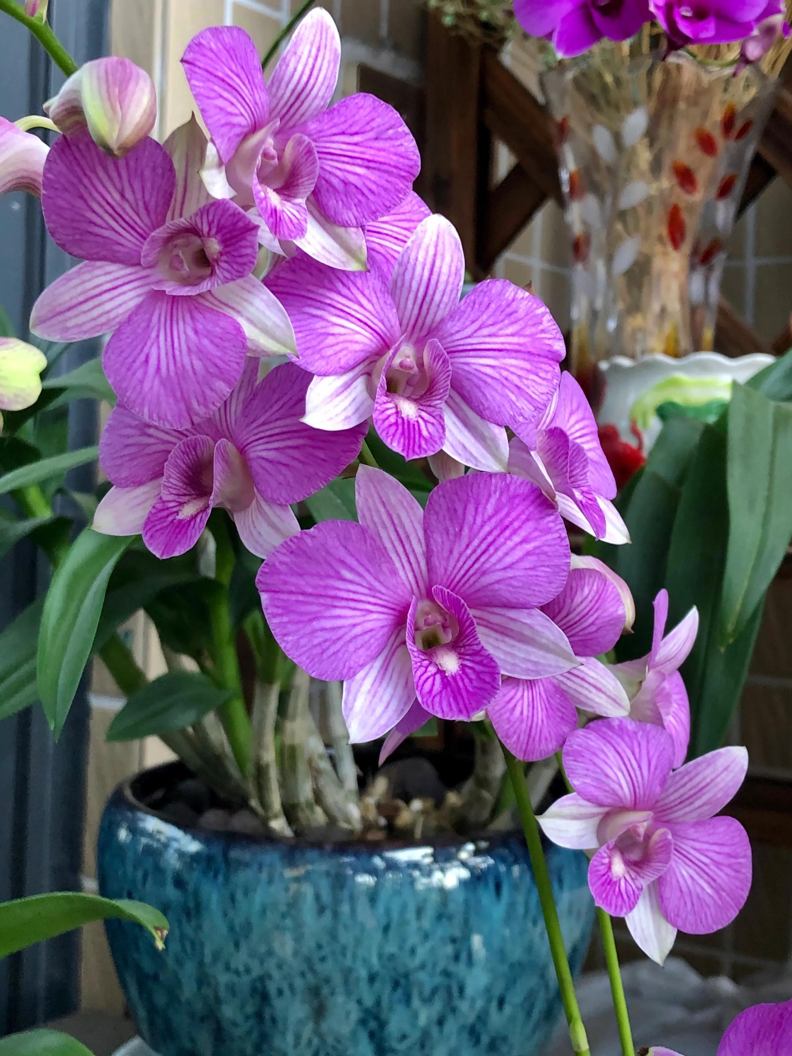 蝴蝶石斛兰怎么养,盆栽里长得像蝴蝶花的是什么花