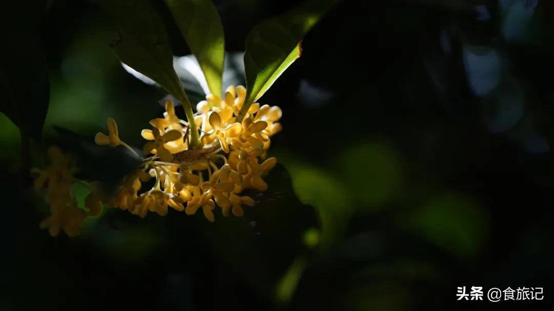 桂花糖露家常做法,桂花香是对秋天最美好的馈赠