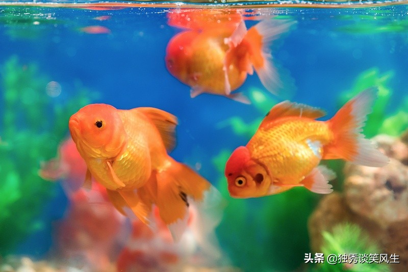 金鼓鱼观赏鱼难养吗,养金鱼必须要知道的这几个小技巧