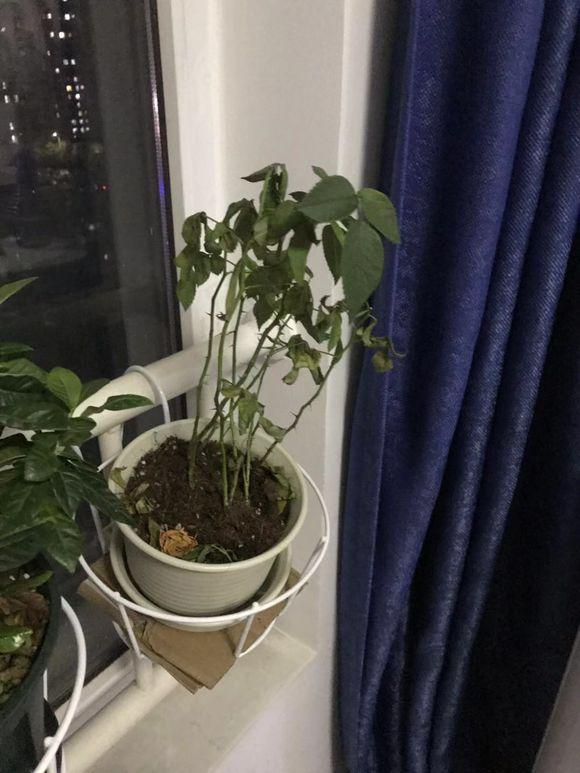 玫瑰花叶子卷曲发蔫怎么回事,玫瑰花叶子突然发蔫怎么回事