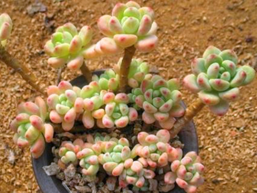 多肉劳尔一直干瘪是怎么回事,多肉劳尔怕淋雨吗