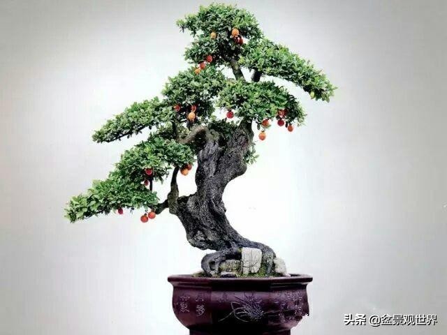 金弹子只养一棵会挂果吗,金弹子养了四年为什么不开花