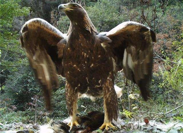 神雕真的存在,历史上真实的神雕