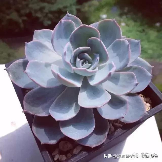 365种多肉图谱大全,365种鲜花图册大全