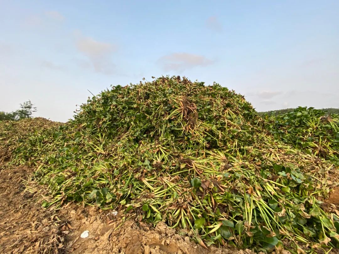 对水浮莲开战阳春清漂任务84万平方米，每天至少清漂8万平方米