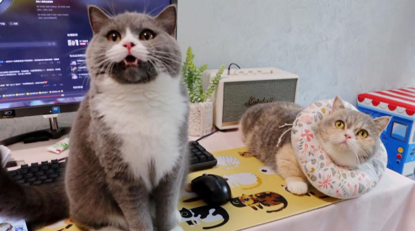 遇到猫咪怎么办,被猫咪咬了怎么判断有没有狂犬病