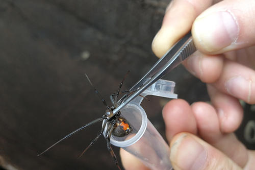 黑寡妇蜘蛛的毒液是不是毒不死人,世界上毒性最强的蜘蛛