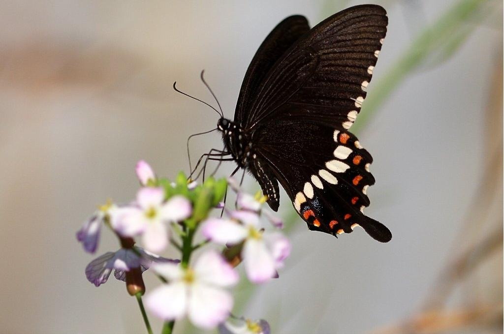 柚子树日记300字,柚子树的观察日记700字以上