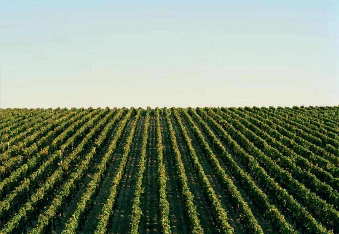 波尔多酒瓶设计,波尔多名庄图标