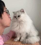 铲屎官请自重图,铲屎官请自重