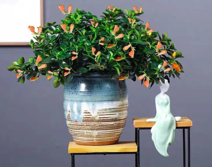 金鱼吊兰冬天怎么养最好,金鱼吊兰的冬季室内养护方法