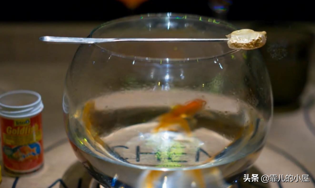 两年都预定不到座位的黑暗料理餐厅“炼金术士”，生吞金鱼的吃货