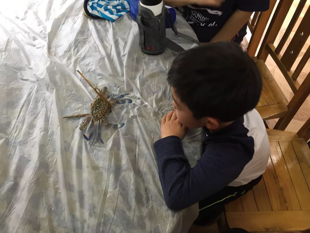 钦州三娘湾寻找白海豚,钦州三娘湾中华白海豚咬不咬人