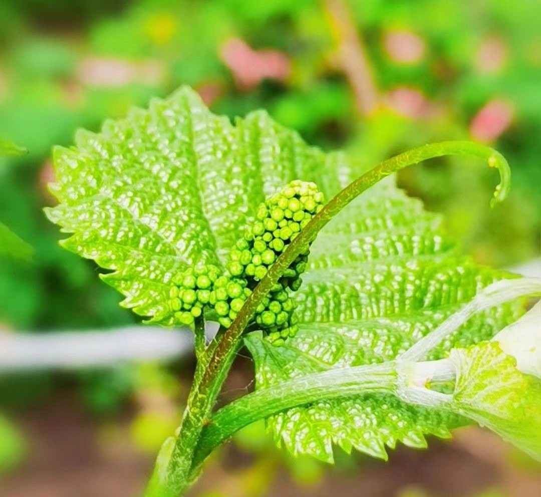 吉林北果：乡下的端午