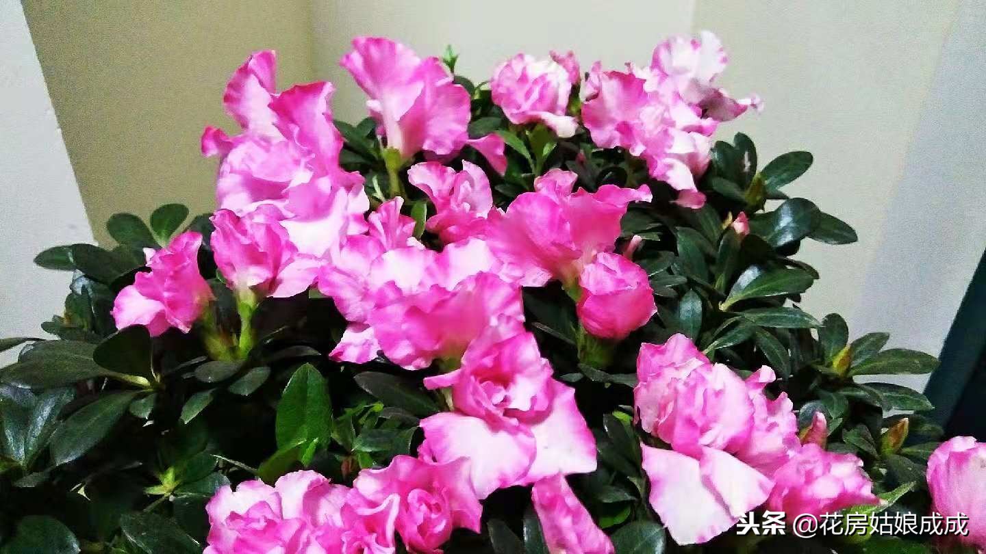 杜鹃花叶子出现斑点怎么回事,杜鹃花叶尖发黑掉叶子怎么办