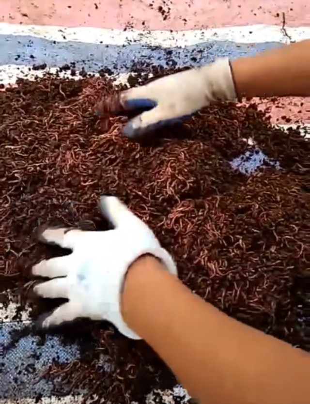 80后女大学生回农村养蚯蚓,回村创业养蚯蚓