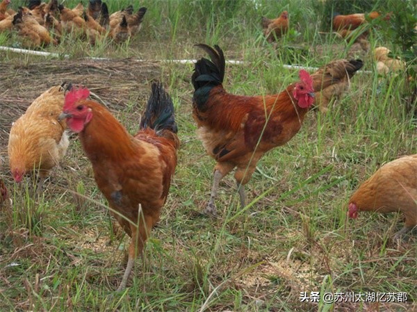 苏州西山南湖人家农家乐,苏州西山近山湖农家乐怎么样