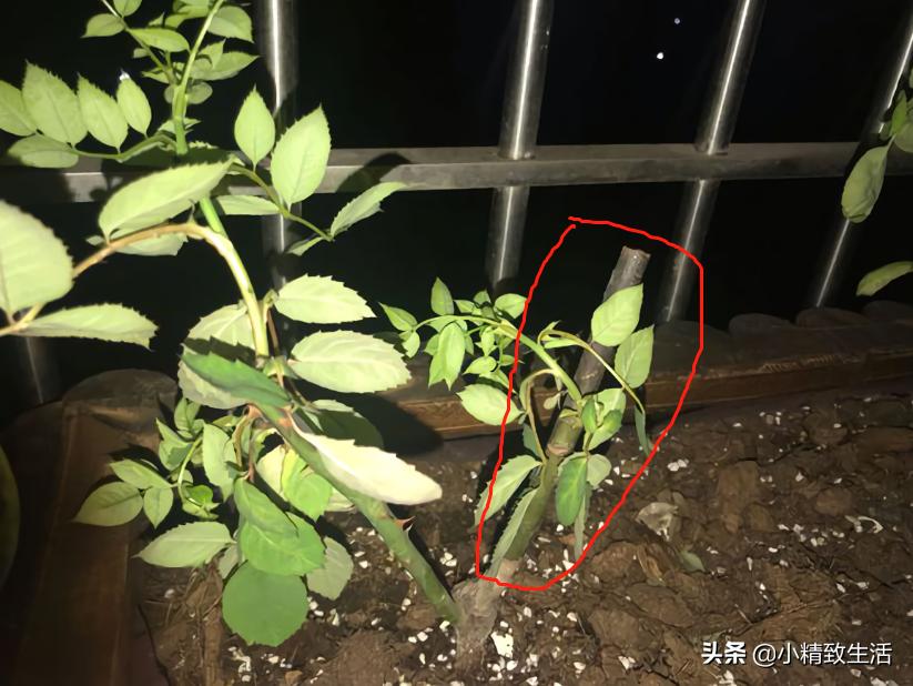 养月季花,这10种病虫害很常见,发病特征和防治方法都在这里了