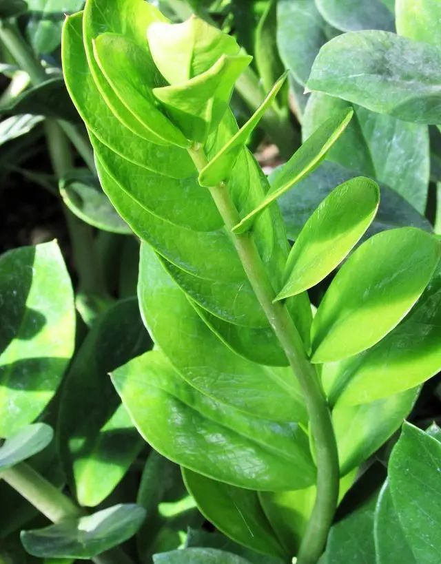 装饰高级感家里绿植推荐,室内装饰花卉及盆景植物