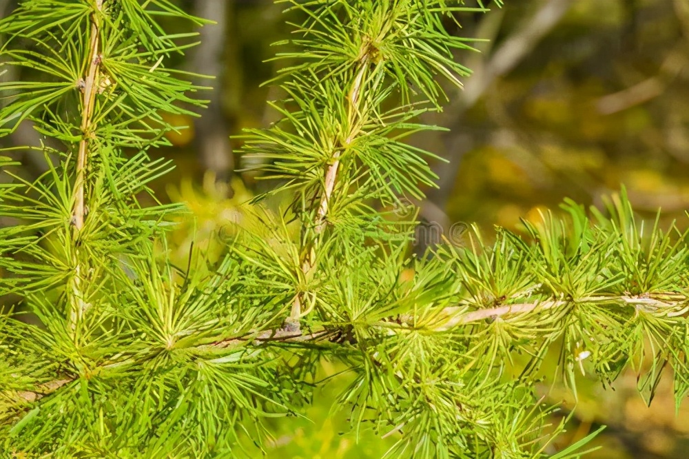 怎么区分假的爱格板,买到假的爱格板