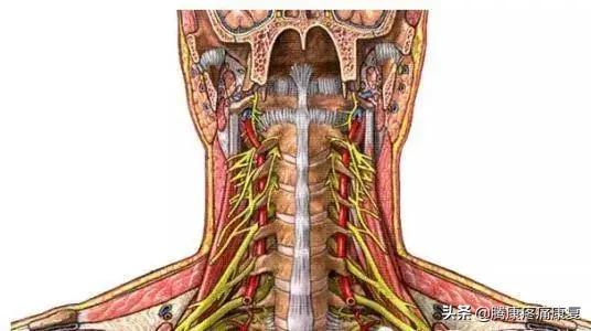 颈丛神经卡压症推拿手法,颈神经卡压的症状是什么