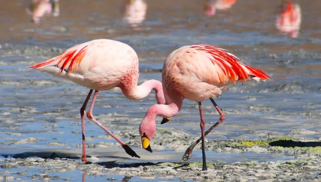 世间稀有的白色长颈鹿母子，在非洲被残忍猎杀，发现时只剩骨骼