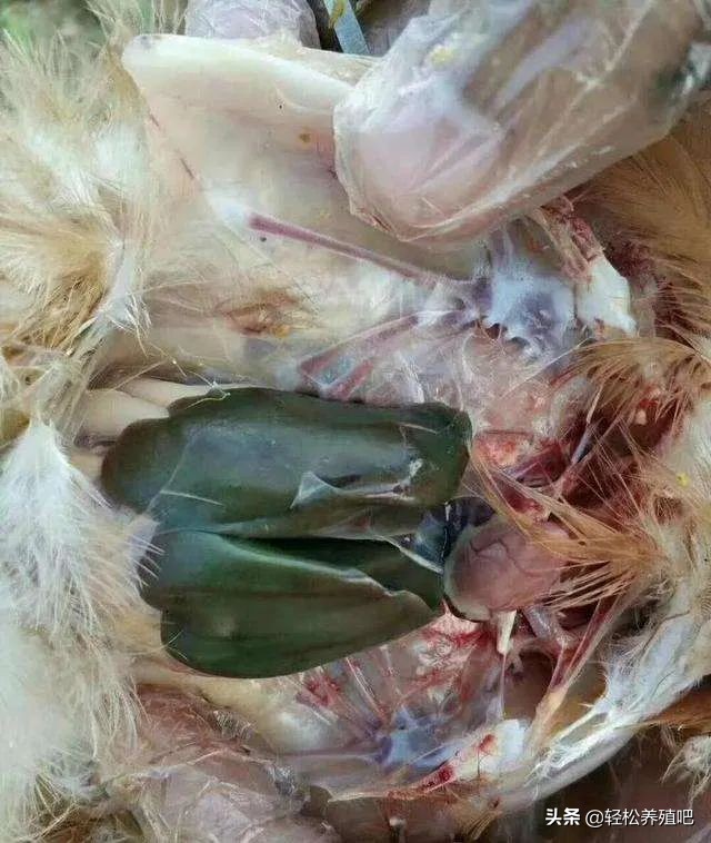 鸡肠炎久治不好怎么办,鸡球虫肠炎治疗视频