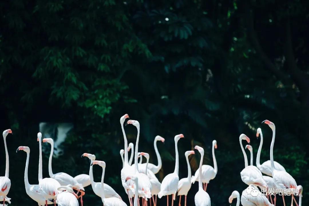长隆飞鸟乐园怎么去长隆欢乐世界,汉溪长隆地铁站去长隆飞鸟乐园