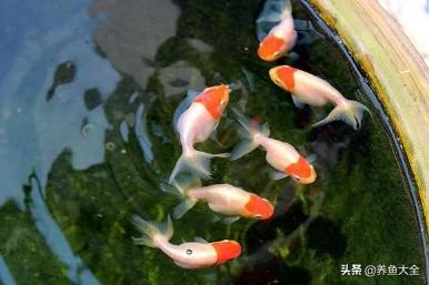 养金鱼的常识知识,养金鱼的十大技术