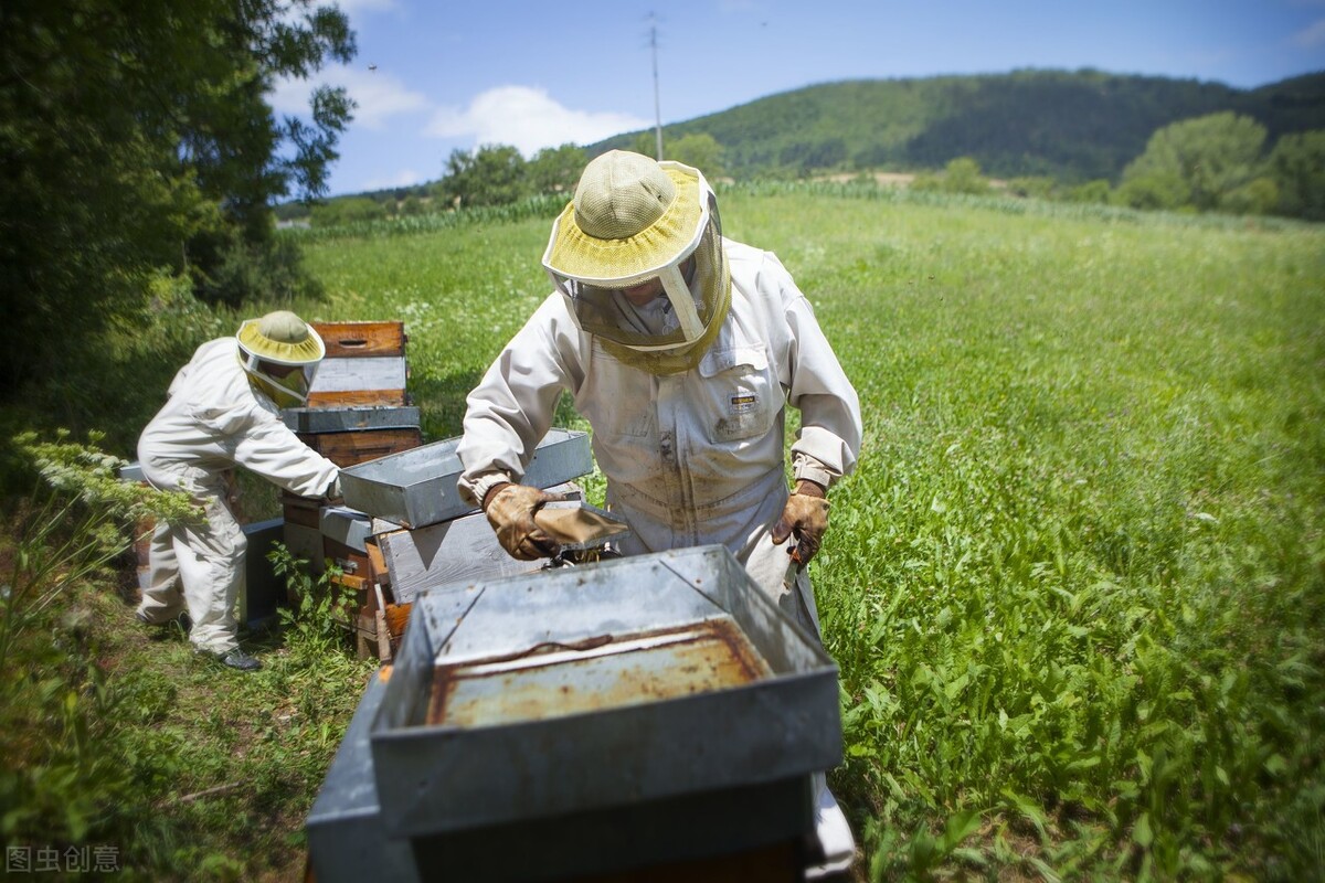 最挣钱的养殖业养殖什么不愁销路,见效快的养殖业十大暴利养殖行业