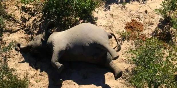 数十头大象神秘死亡,350头大象神秘死亡真相