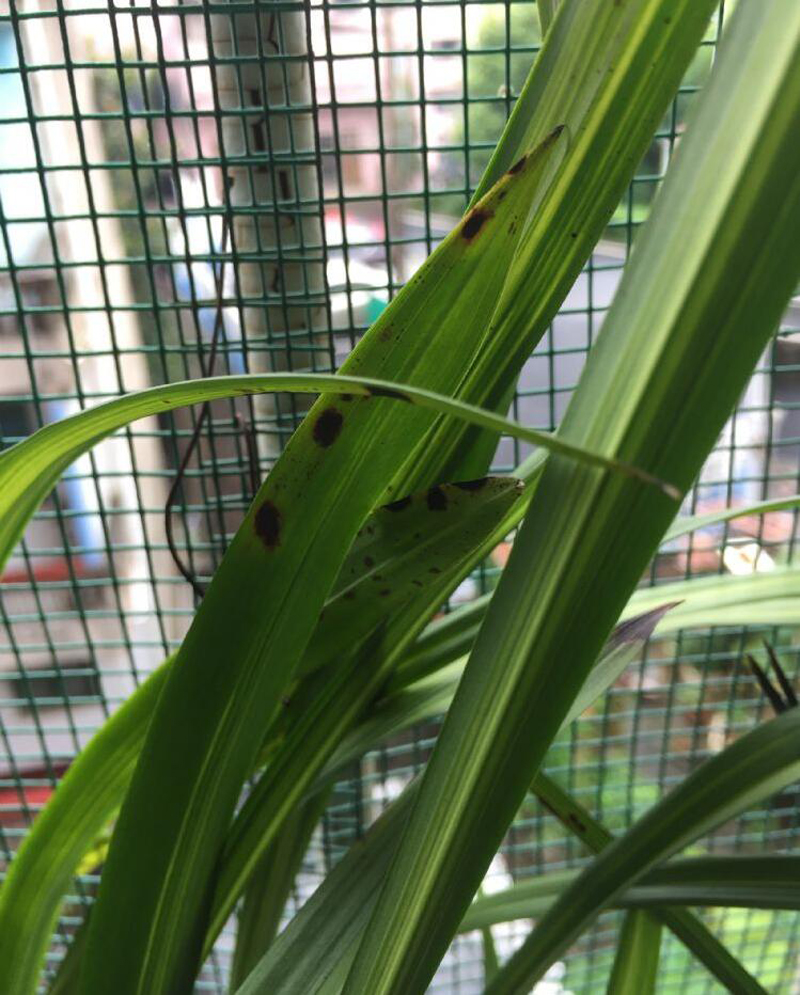 兰花叶子发黄如何处置,兰花嫩叶上的白斑怎么办