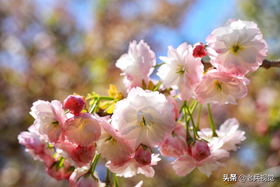 浪漫樱花校园,浪漫樱花视频