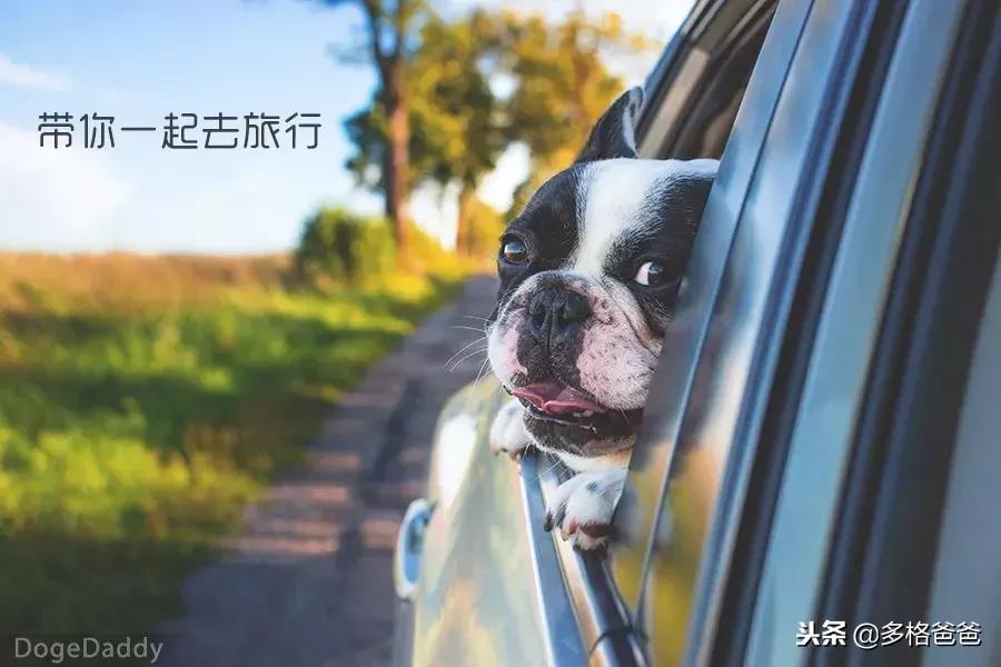 带狗狗长途旅行狗狗晕车怎么办,你家的狗狗会晕车么