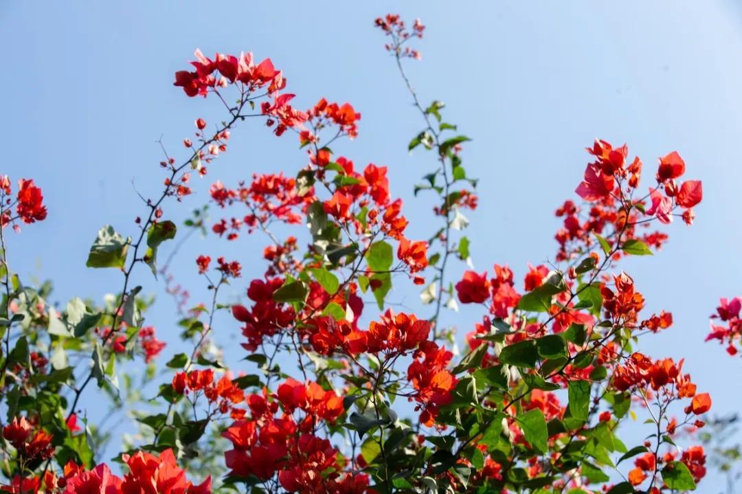 植树节再为园区添绿色,植树节赏植踏春之旅